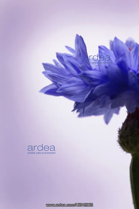 : Cornflower : Cornflower