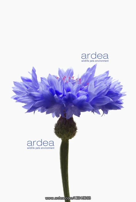 : Cornflower : Cornflower