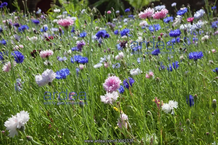 : Cornflower : Cornflower