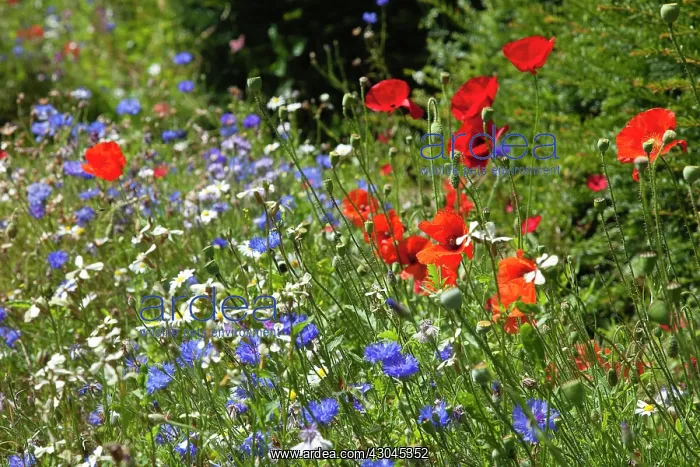 : Cornflower : Cornflower