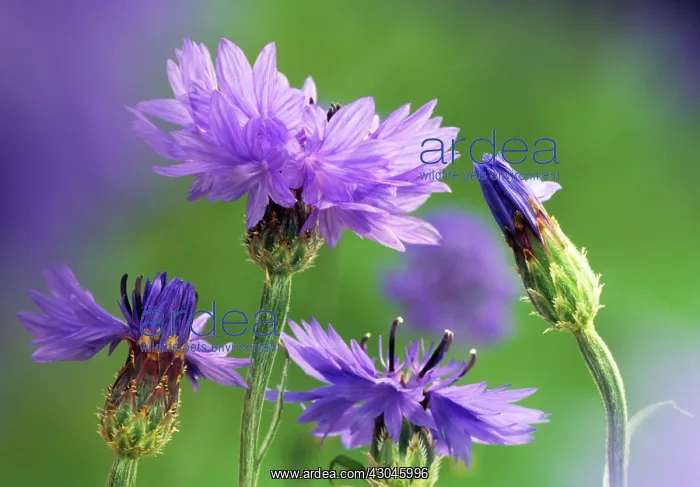 : Cornflower : Cornflower