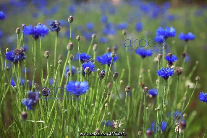 : Cornflower : Cornflower