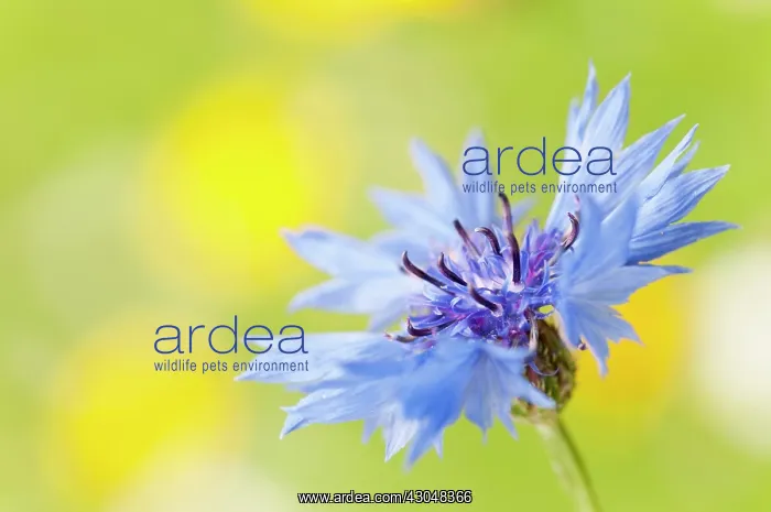: Cornflower : Cornflower