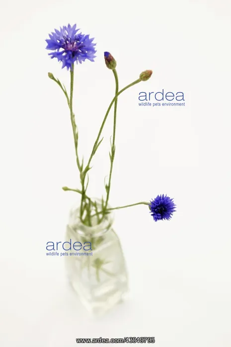 : Cornflower : Cornflower