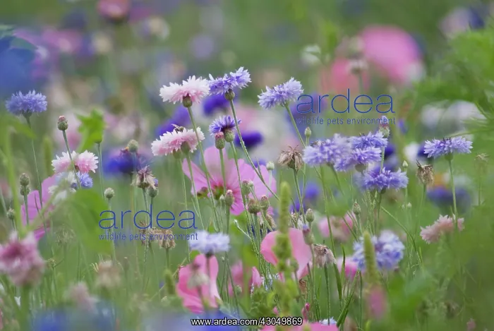 : Cornflower : Cornflower