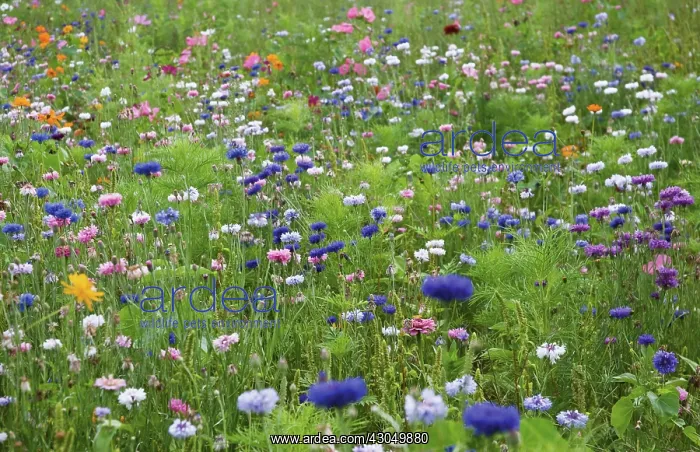 : Cornflower : Cornflower