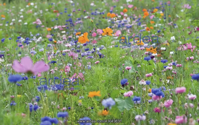 : Cornflower : Cornflower
