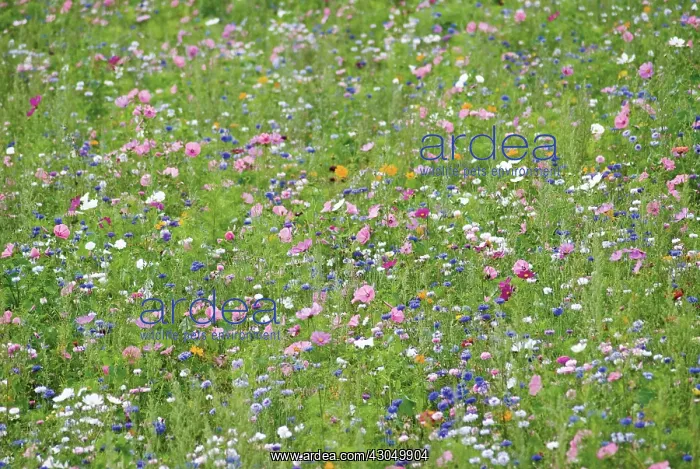 : Cornflower : Cornflower