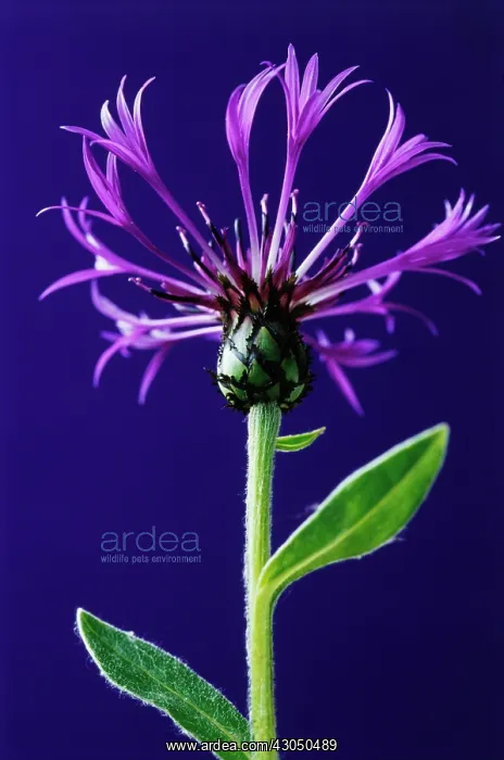: Cornflower : Cornflower
