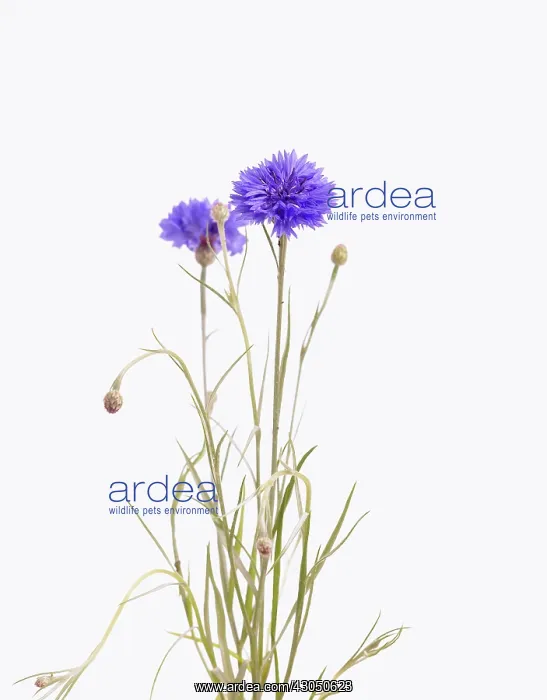 : Cornflower : Cornflower