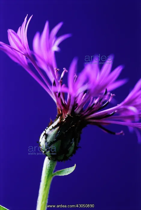 : Cornflower : Cornflower