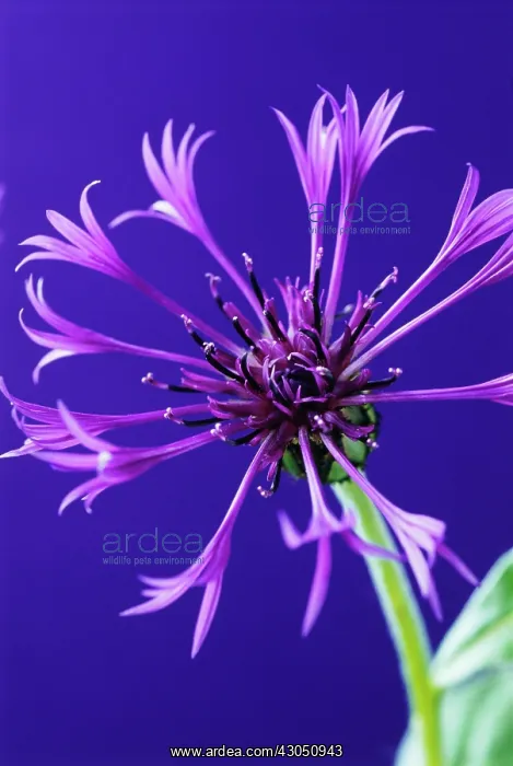: Cornflower : Cornflower
