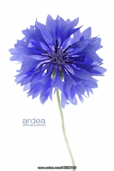 : Cornflower : Cornflower