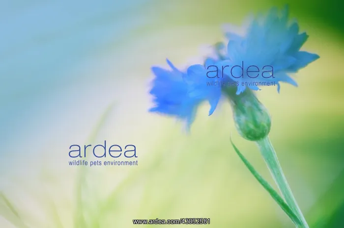 : Cornflower : Cornflower