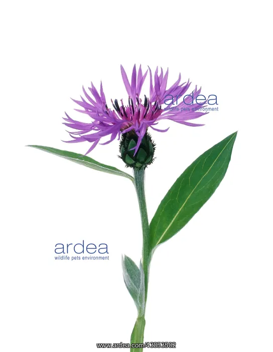 : Cornflower : Cornflower