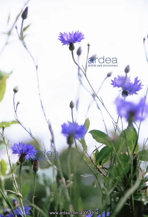 : Cornflower : Cornflower