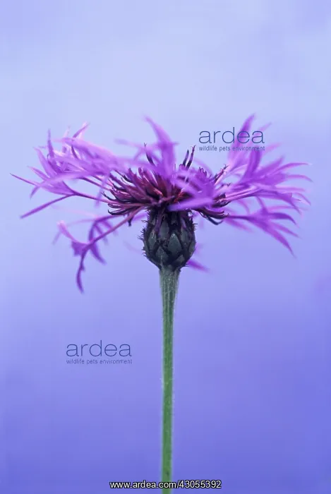 : Cornflower : Cornflower