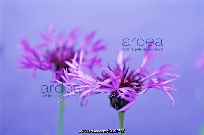 : Cornflower : Cornflower