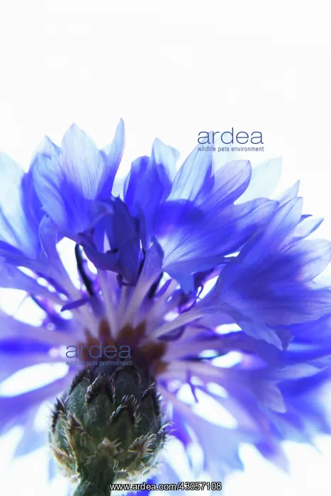 : Cornflower : Cornflower