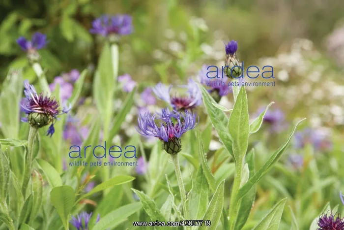 : Cornflower : Cornflower
