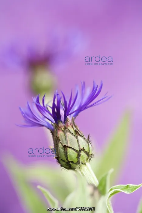 : Cornflower : Cornflower