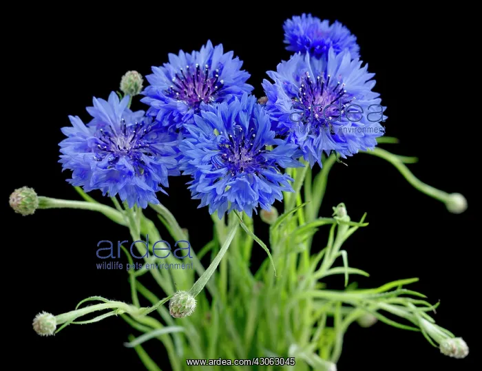 : Cornflower : Cornflower