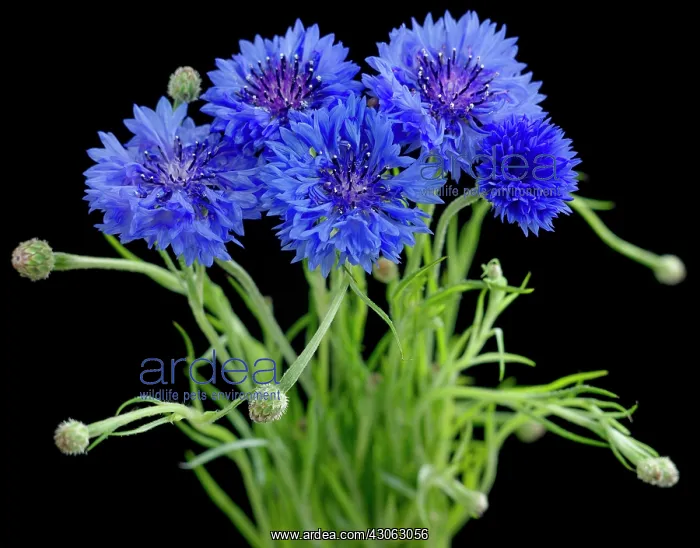: Cornflower : Cornflower