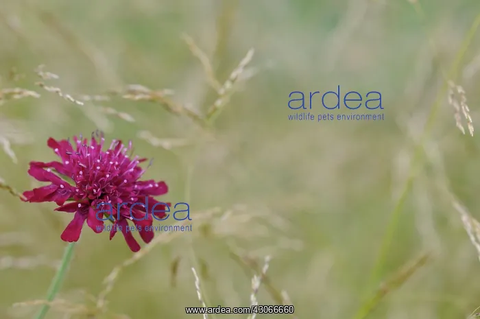 : Cornflower : Cornflower