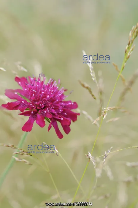 : Cornflower : Cornflower