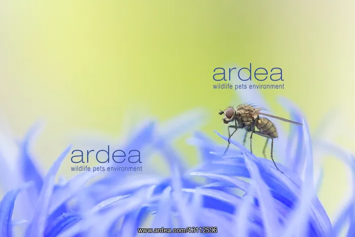 : Cornflower : Cornflower