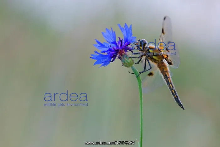 : Cornflower : Cornflower