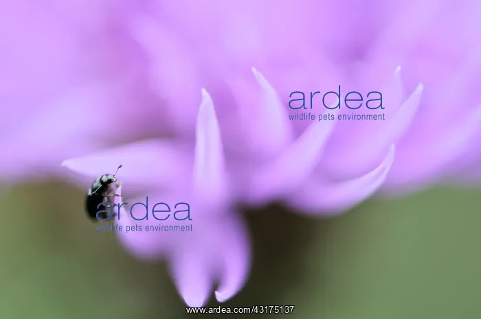 : Cornflower : Cornflower