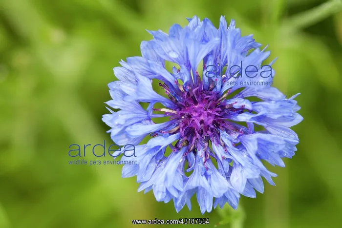 : Cornflower : Cornflower