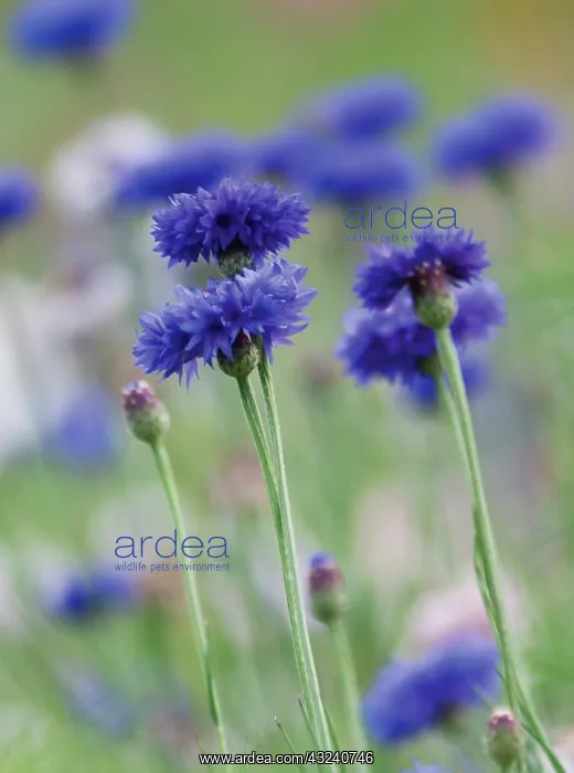 : Cornflower : Cornflower