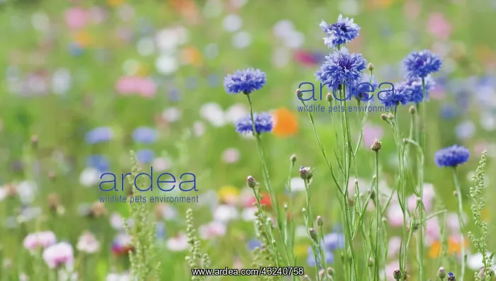 : Cornflower : Cornflower