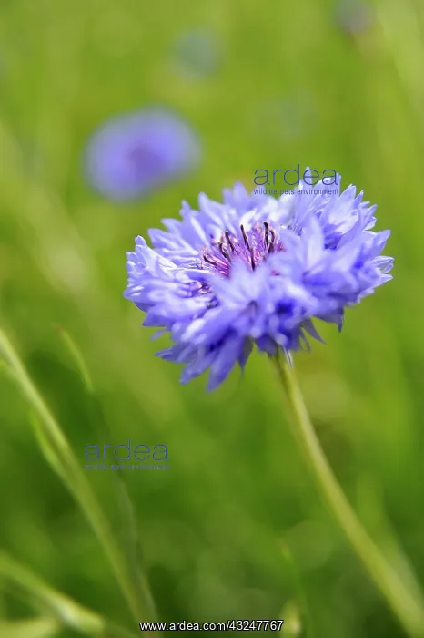 : Cornflower : Cornflower