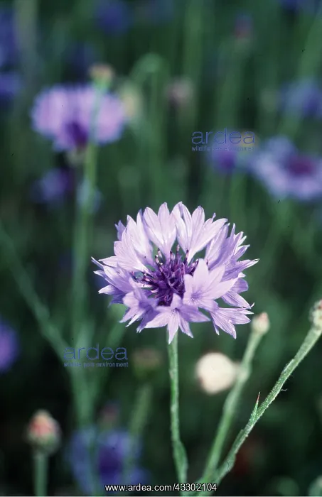 : CORNFLOWER : CORNFLOWER