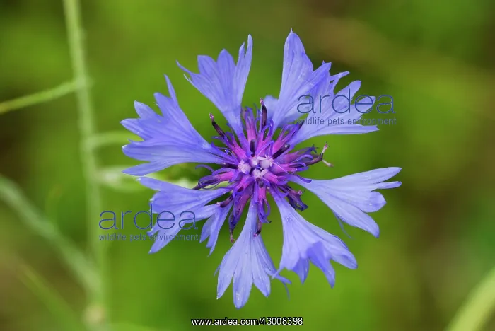 : Cornflower Bachelor's Button Bluebottle Boutonniere : Cornflower Bachelor's Button Bluebottle Boutonniere