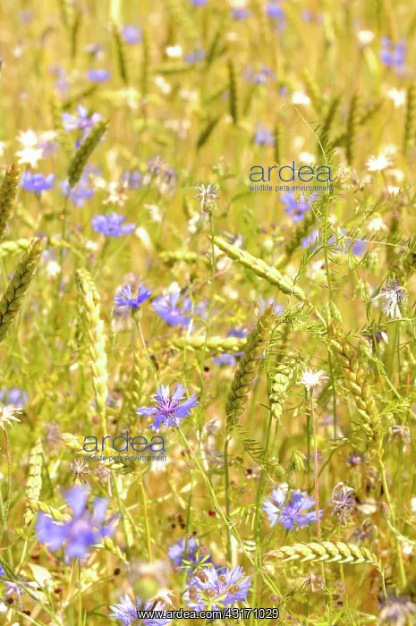 : Cornflower, Centaurea cyanus, blue wild flower growing in am : Cornflower, Centaurea cyanus, blue wild flower growing in am