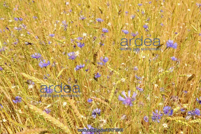: Cornflower, Centaurea cyanus, blue wild flower growing in am : Cornflower, Centaurea cyanus, blue wild flower growing in am