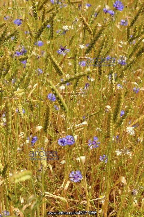 : Cornflower, Centaurea cyanus, blue wild flower growing in am : Cornflower, Centaurea cyanus, blue wild flower growing in am