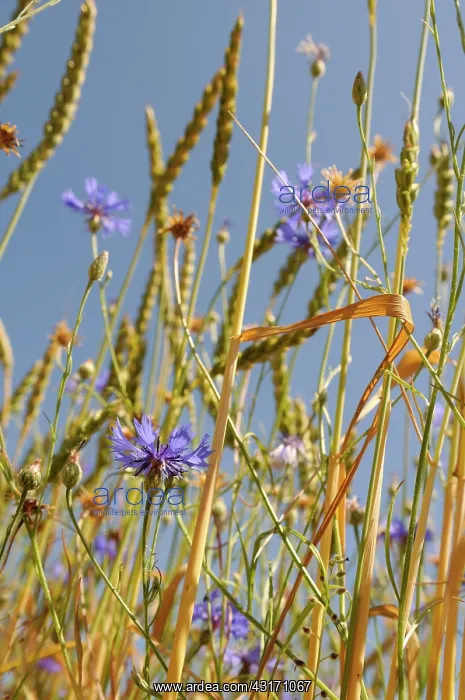 : Cornflower, Centaurea cyanus, blue wild flower growing in am : Cornflower, Centaurea cyanus, blue wild flower growing in am