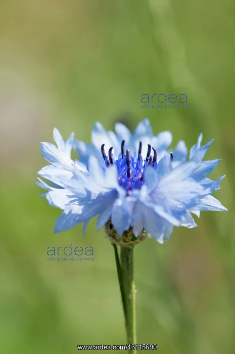 : Cornflower, Centaurea cyanus, Close side view of : Cornflower, Centaurea cyanus, Close side view of