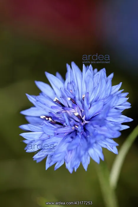 : Cornflower, Centaurea cyanus, Close view of one : Cornflower, Centaurea cyanus, Close view of one