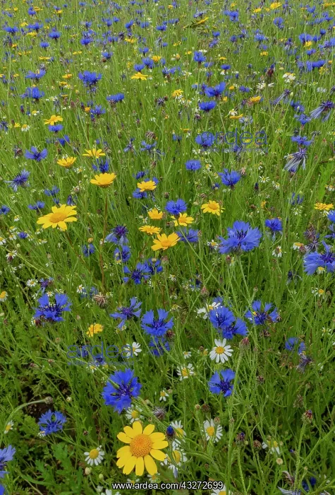: Cornflower, Centaurea cyanus, and Corn marigold : Cornflower, Centaurea cyanus, and Corn marigold