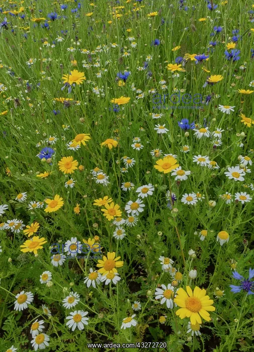 : Cornflower, Centaurea cyanus, and Corn marigold : Cornflower, Centaurea cyanus, and Corn marigold