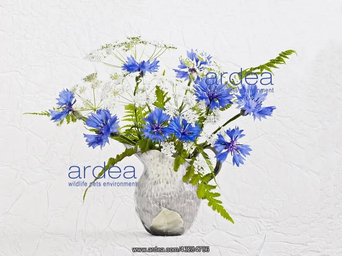 : Cornflower, Centaurea cyanus and Cow parsley, Anthriscus : Cornflower, Centaurea cyanus and Cow parsley, Anthriscus