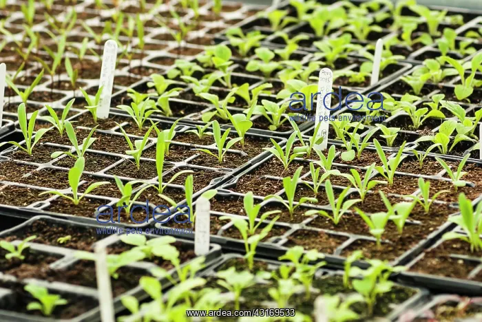 : Cornflower, Centaurea cyanus Double blue : Cornflower, Centaurea cyanus Double blue