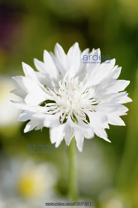 : Cornflower, Centaurea cyanus, White flower growing in wild m : Cornflower, Centaurea cyanus, White flower growing in wild m