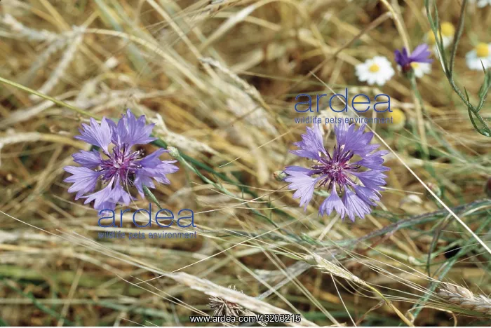 : CORNFLOWER - in cornfield : CORNFLOWER - in cornfield